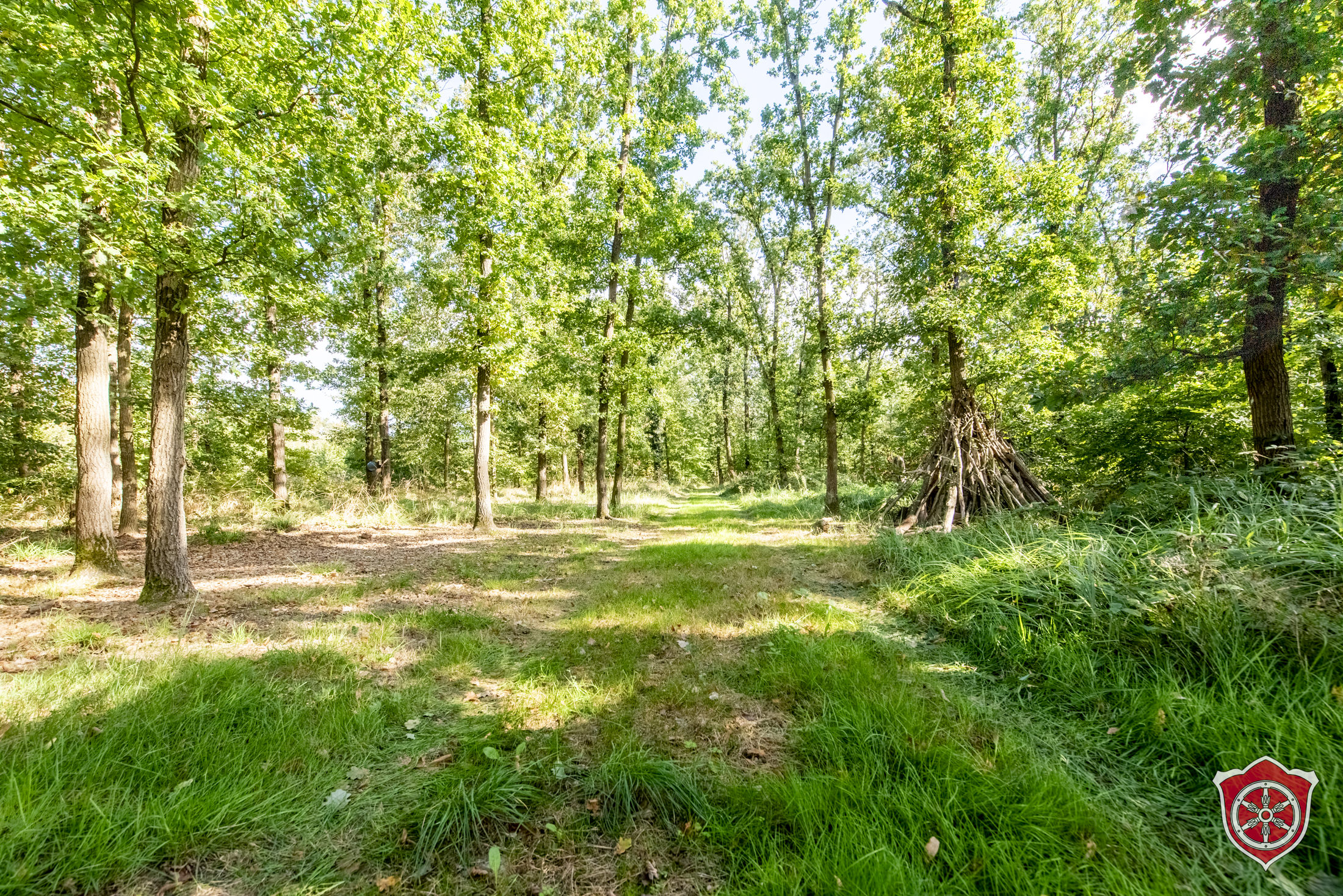 Der Waldplatz sieht wie eine Waldlichtung aus. Rechts im Bild ist ein Tippi aus Ästen zu sehen.