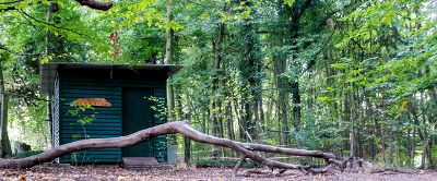 Waldkindergarten - Die wilden Kreuzkröten