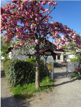 Pfiffikus Baum